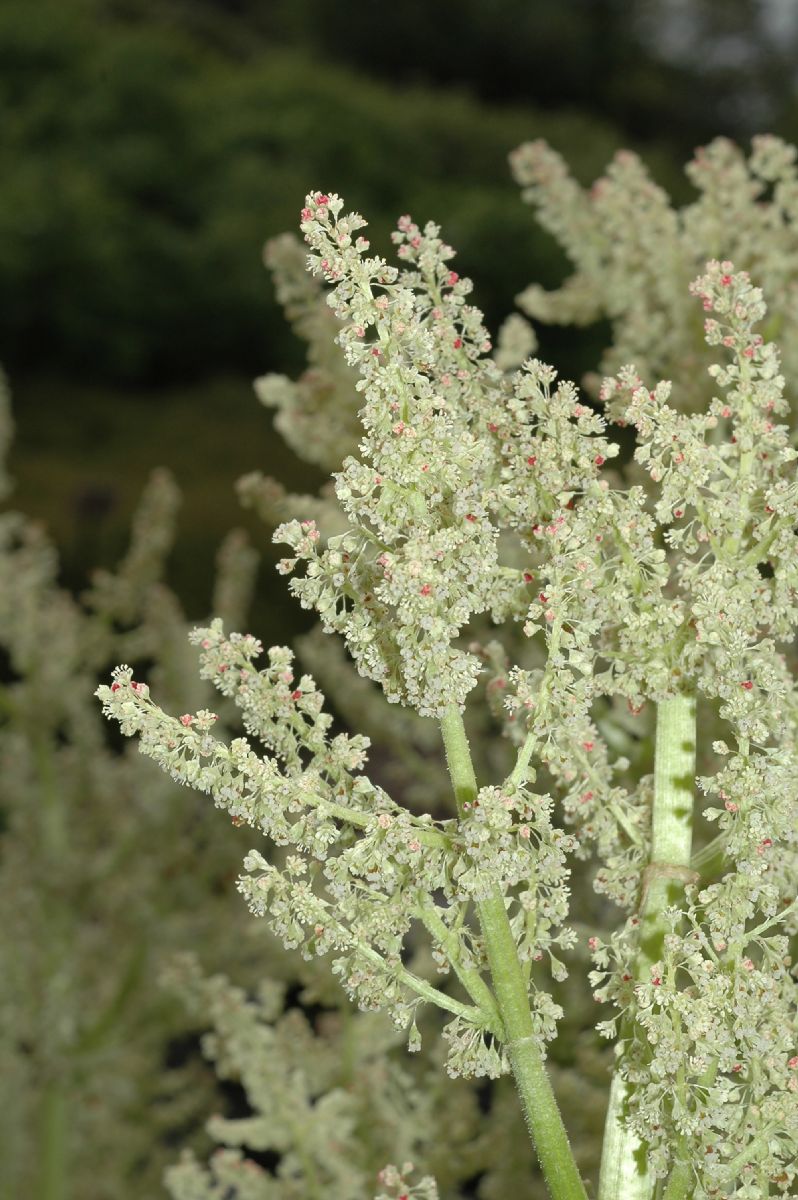 Polygonaceae Rheum officinale