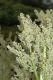 image of Rheum officinale
