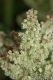 image of Rheum officinale