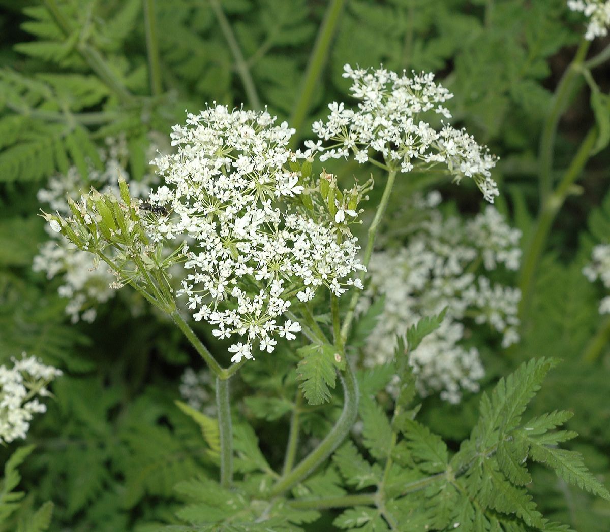 Apiaceae Myrrhis odorata