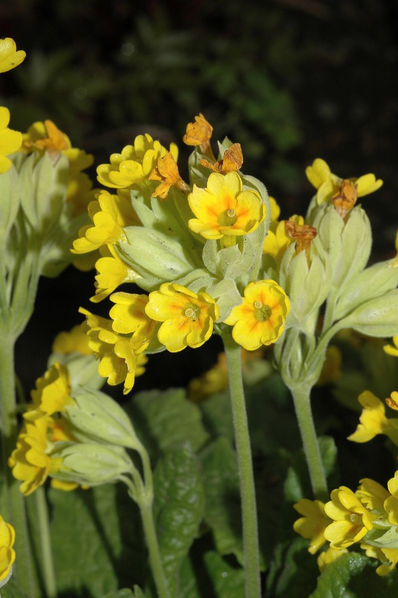 Primulaceae Primula vulgaris