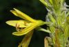 image of Asphodeline lutea