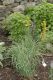 image of Asphodeline lutea