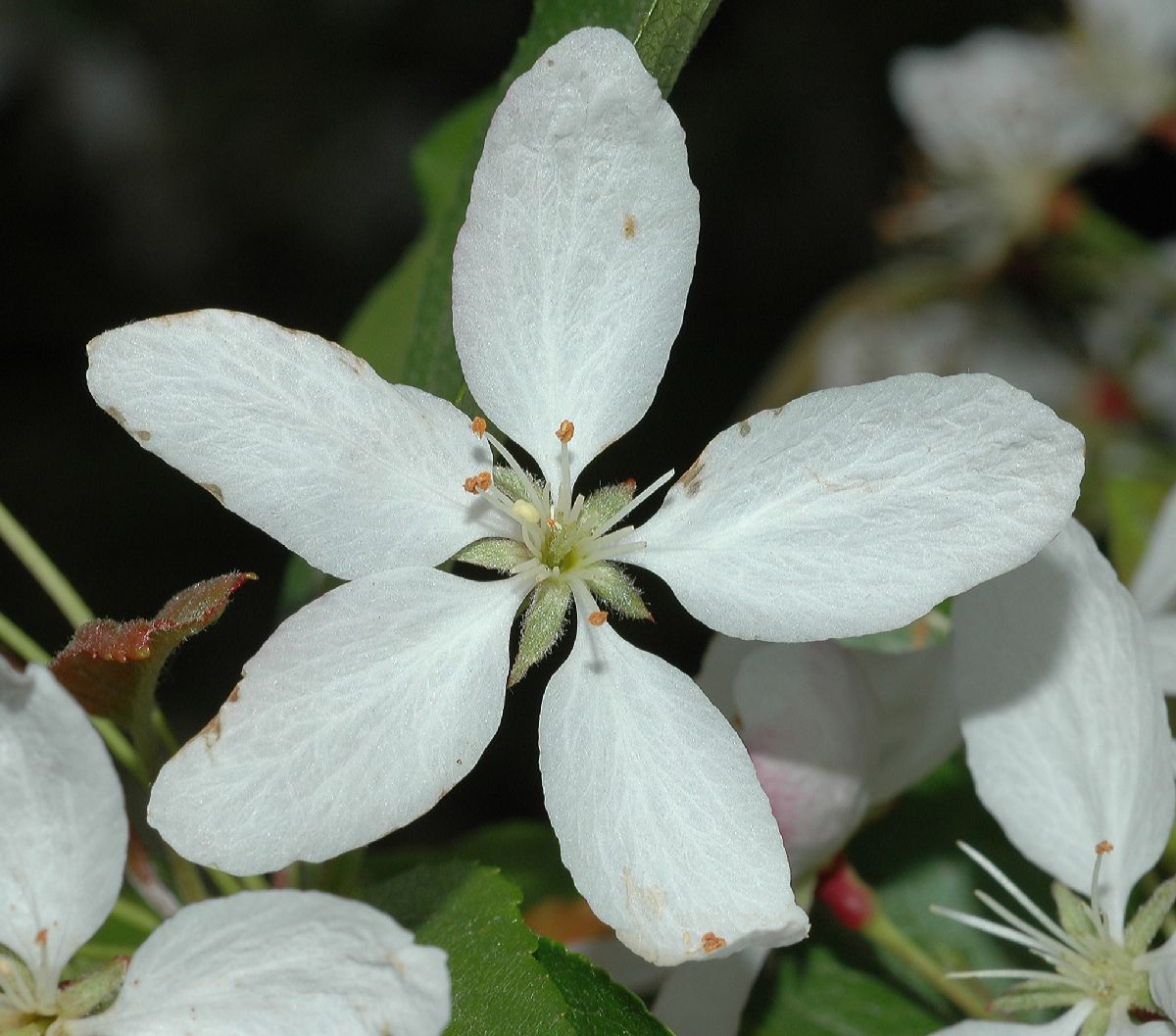 Rosaceae Malus 