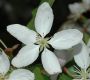 image of Malus 