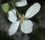 image of Malus 