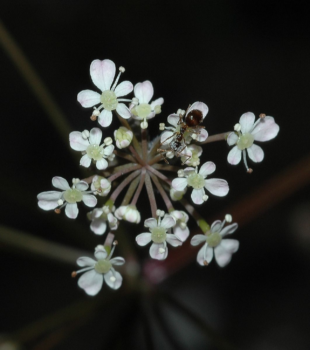 Formicidae  