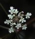 image of Anthriscus sylvestris