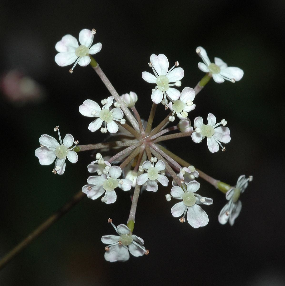 Apiaceae Anthriscus sylvestris