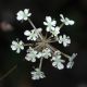 image of Anthriscus sylvestris