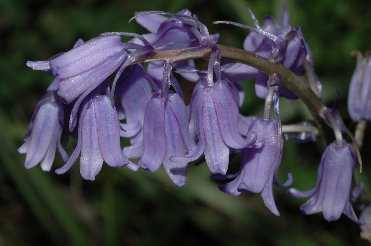 Hyacinthaceae Hyacinthoides non-scripta