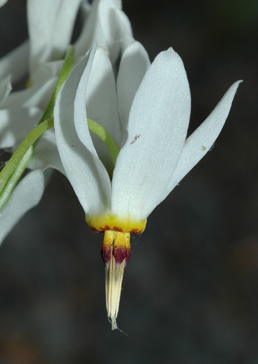 Primulaceae Dodecatheon meadia