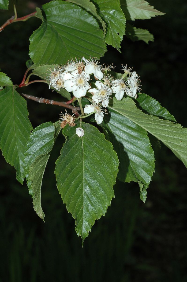 Rosaceae Sorbus alnifolia