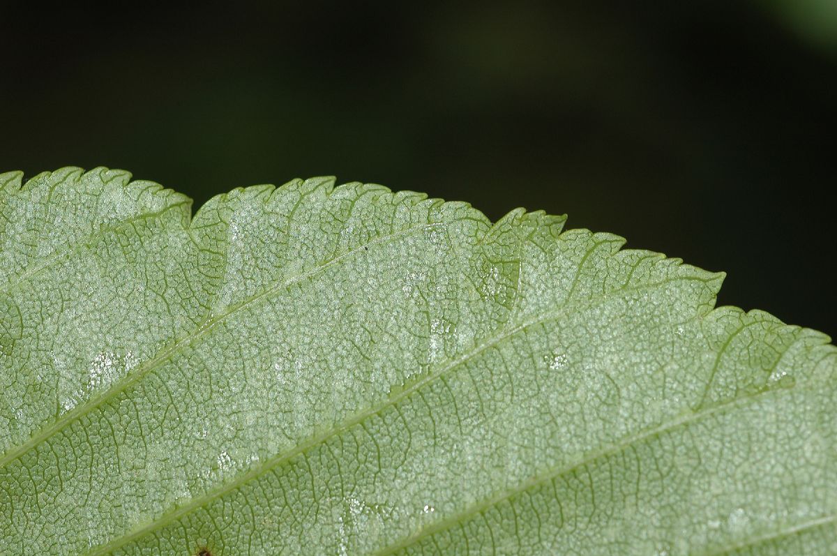 Rosaceae Sorbus alnifolia