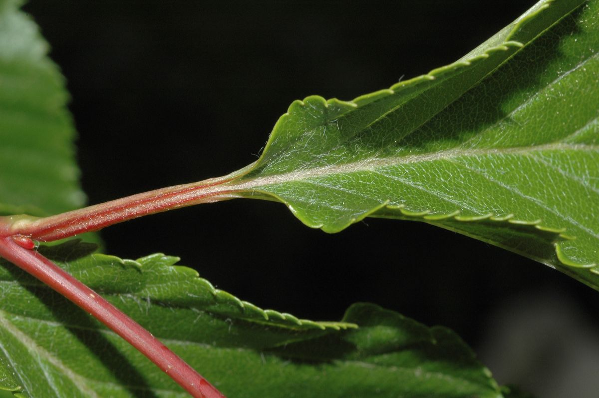 Rosaceae Sorbus alnifolia