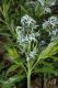 image of Amsonia tabernaemontana