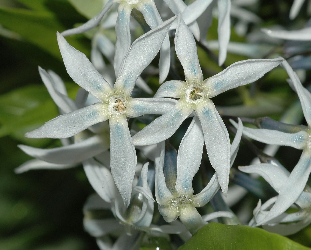 Apocynaceae Amsonia tabernaemontana