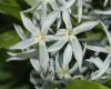 image of Amsonia tabernaemontana