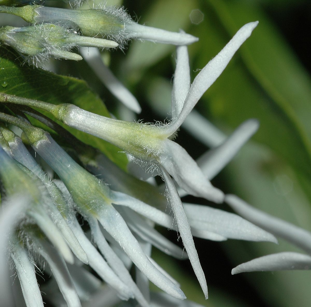 Apocynaceae Amsonia tabernaemontana