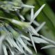 image of Amsonia tabernaemontana