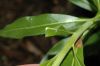 image of Amsonia tabernaemontana