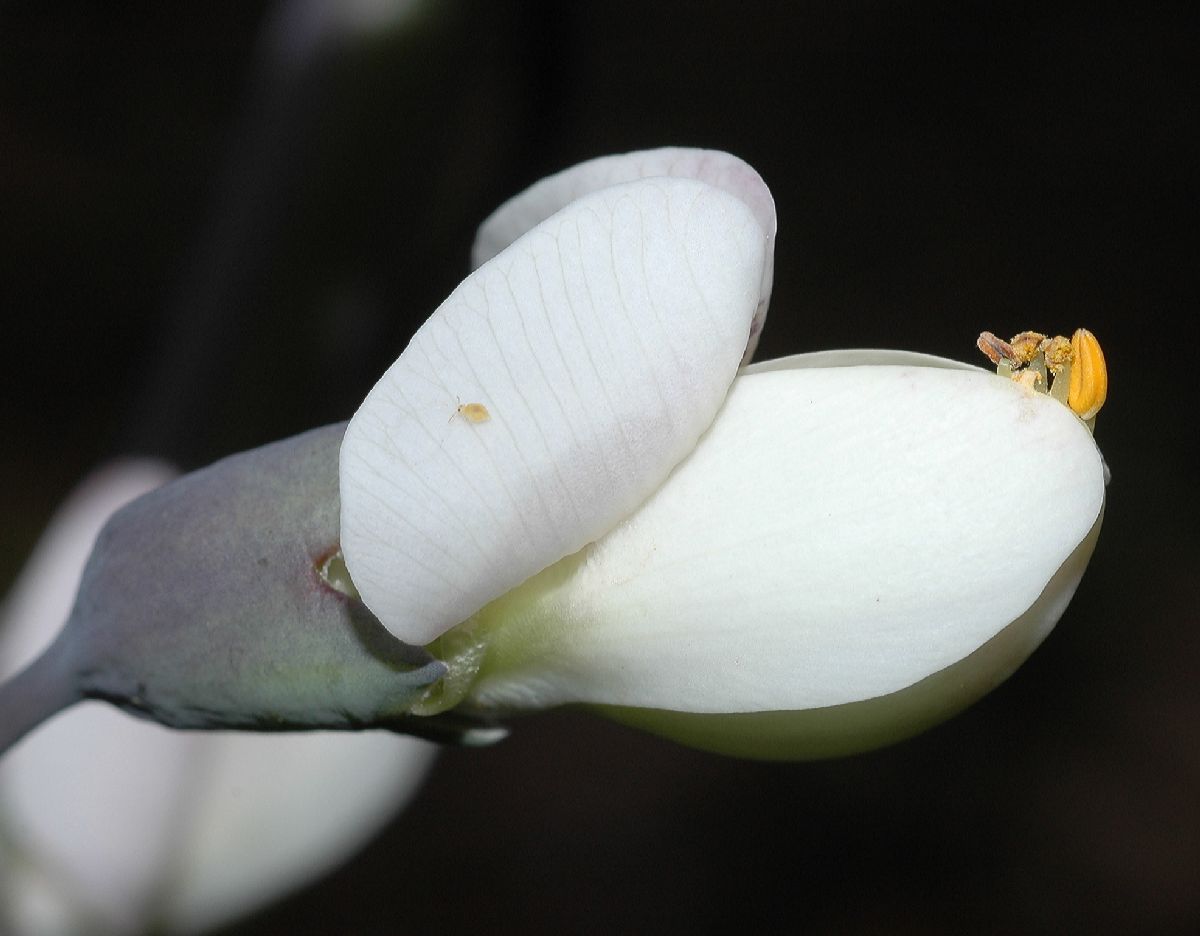 Fabaceae Baptisia alba