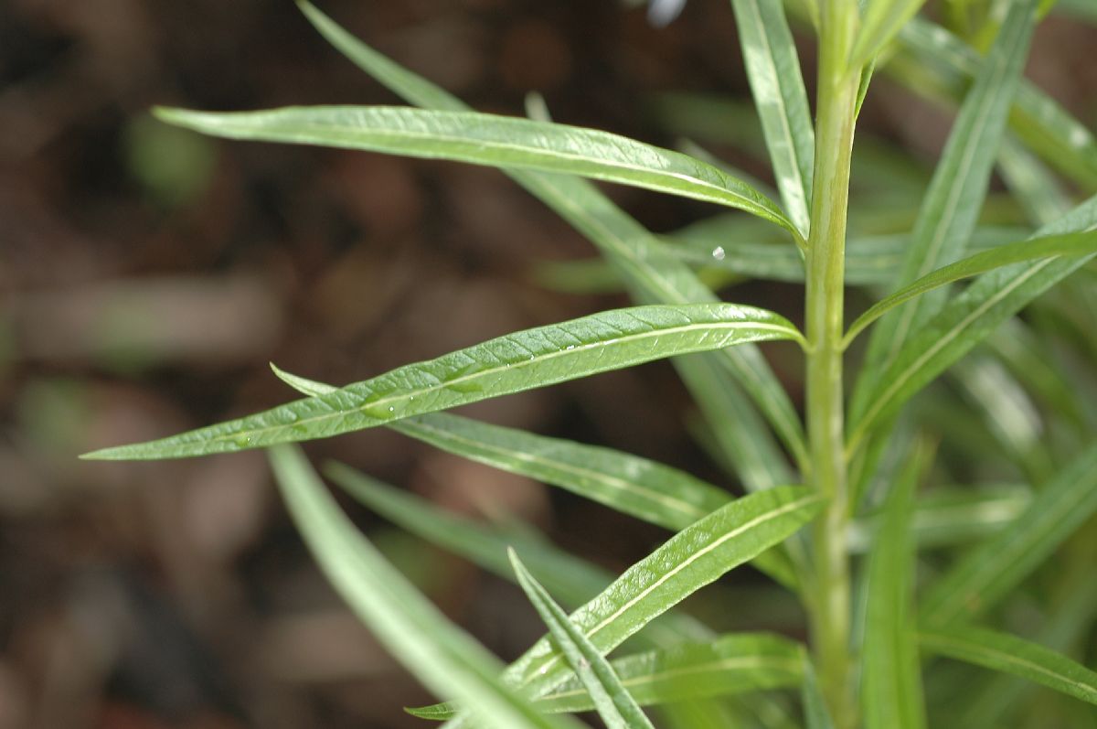 Apocynaceae Amsonia glaberrima