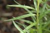 image of Amsonia glaberrima