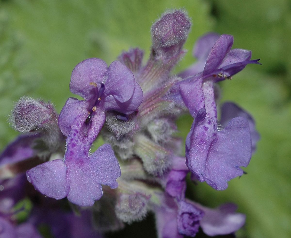Lamiaceae Nepeta racemosa