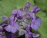 image of Nepeta racemosa