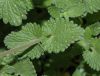 image of Nepeta racemosa