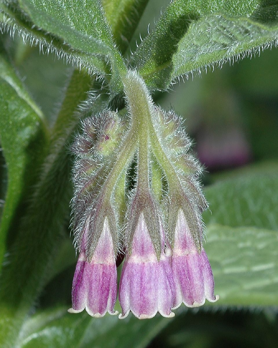 Boraginaceae Symphytum officinale