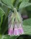 image of Symphytum officinale