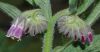 image of Symphytum officinale