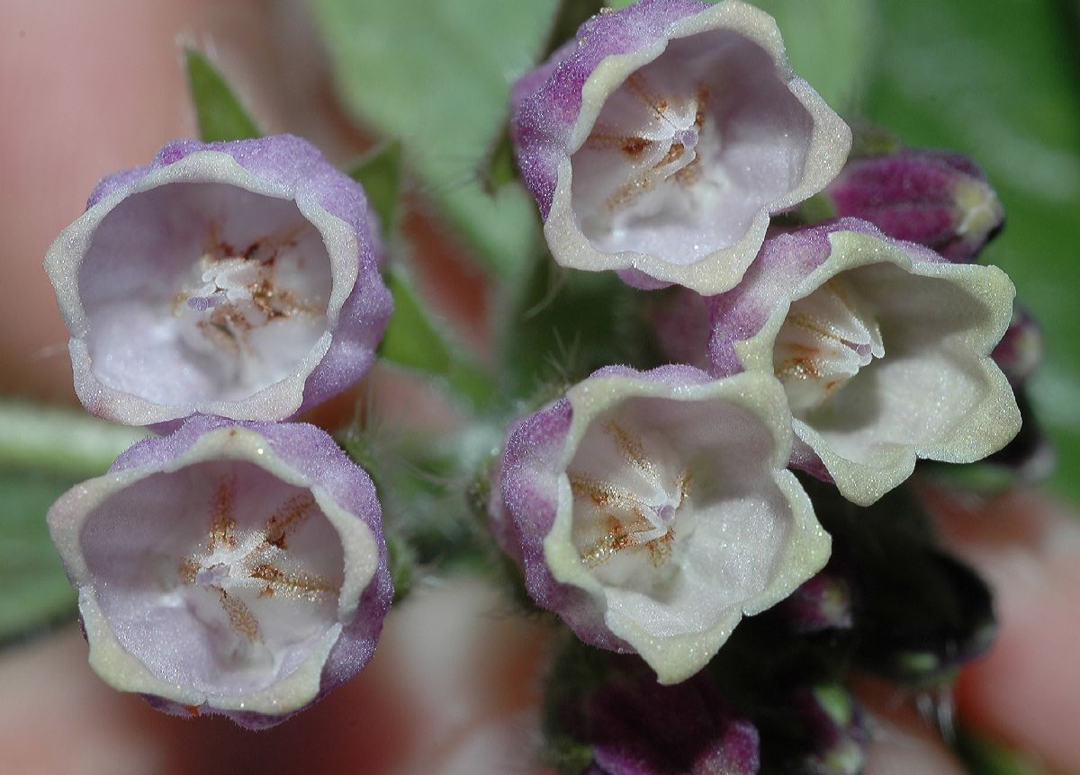 Boraginaceae Symphytum officinale