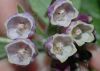 image of Symphytum officinale