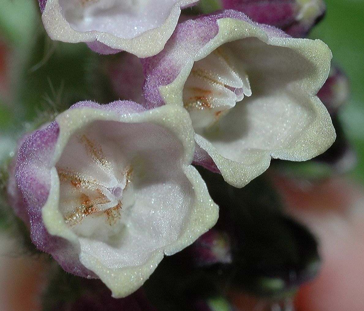 Boraginaceae Symphytum officinale