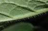 image of Symphytum officinale