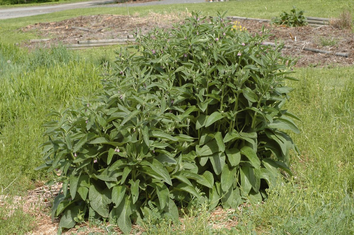 Boraginaceae Symphytum officinale