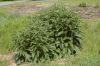 image of Symphytum officinale