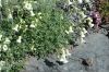 image of Silene maritima