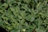 image of Silene maritima