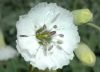 image of Silene maritima