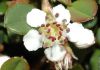 image of Cotoneaster dammeri