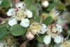 image of Cotoneaster dammeri