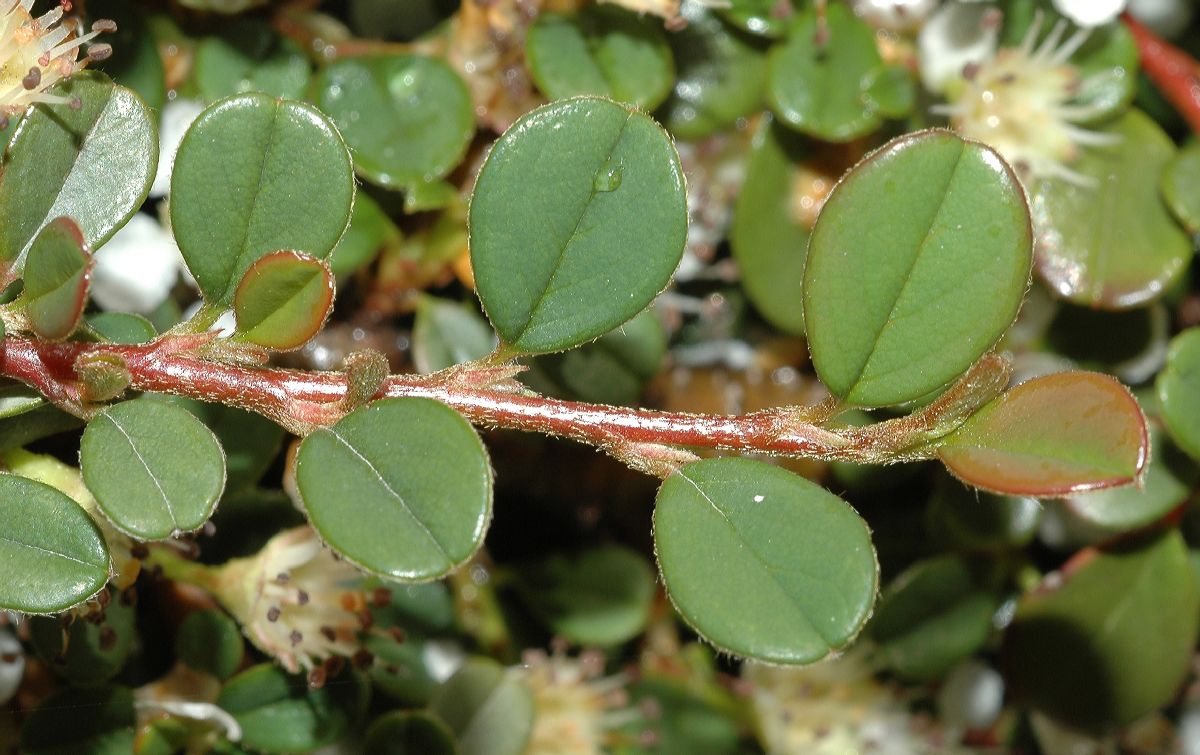 Rosaceae Cotoneaster dammeri