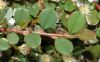 image of Cotoneaster dammeri