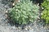 image of Erodium chrysanthum