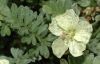 image of Erodium chrysanthum