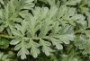 image of Erodium chrysanthum